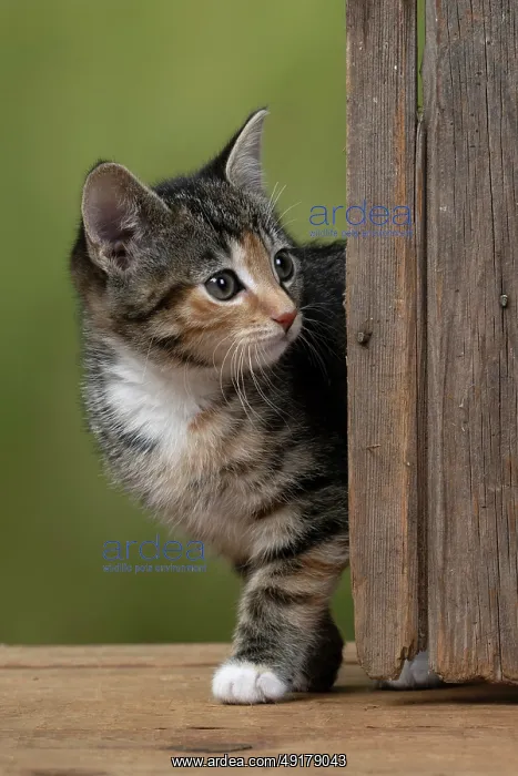 : CAT. Kitten, tortoiseshell tabby & white : CAT. Kitten, tortoiseshell tabby & white