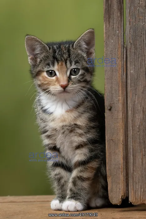 : CAT. Kitten, tortoiseshell tabby & white : CAT. Kitten, tortoiseshell tabby & white