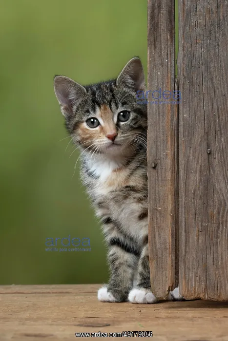 : CAT. Kitten, tortoiseshell tabby & white : CAT. Kitten, tortoiseshell tabby & white