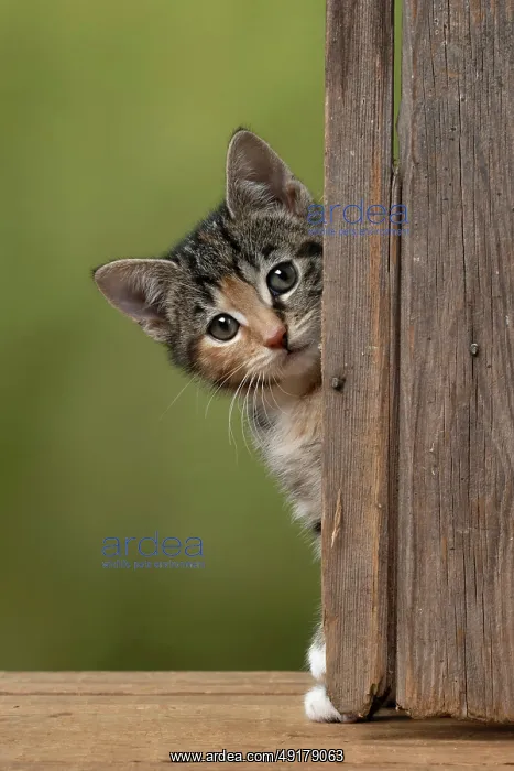 : CAT. Kitten, tortoiseshell tabby & white : CAT. Kitten, tortoiseshell tabby & white