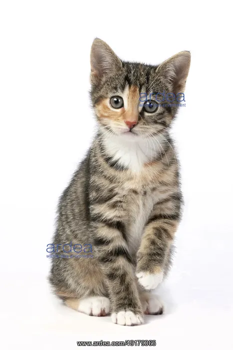 : CAT. Kitten, tortoiseshell tabby & white : CAT. Kitten, tortoiseshell tabby & white