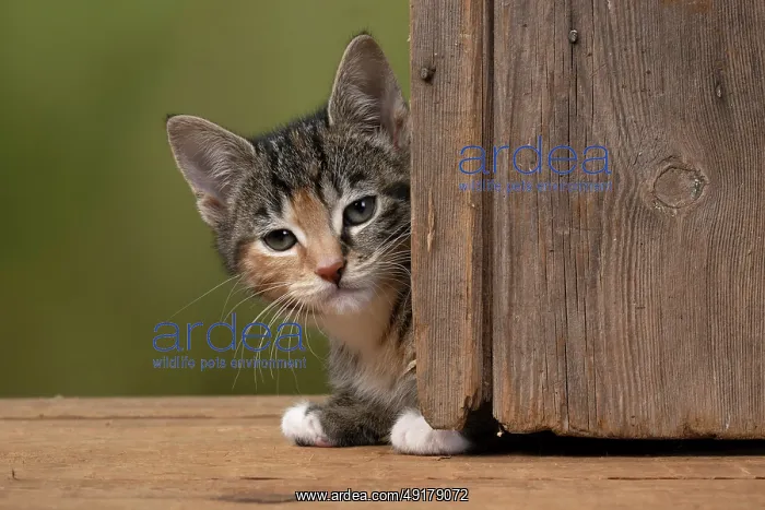 : CAT. Kitten, tortoiseshell tabby & white : CAT. Kitten, tortoiseshell tabby & white