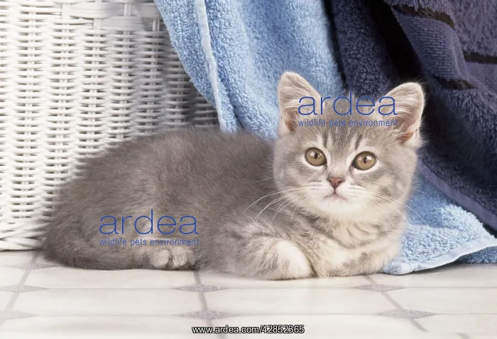 : Cat - kitten amongst towels : Cat - kitten amongst towels