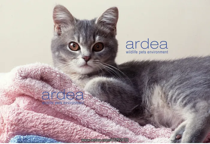 : CAT - Kitten on towels : CAT - Kitten on towels