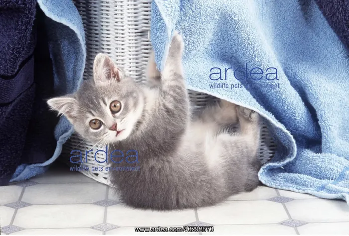 : CAT - Kitten amongst towels : CAT - Kitten amongst towels