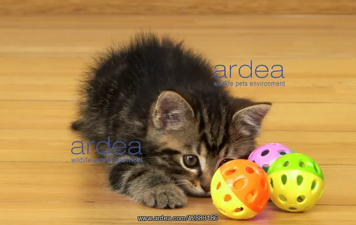  : Cat - Kitten with toy