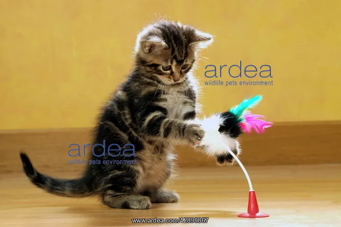  : Cat - Kitten with toy