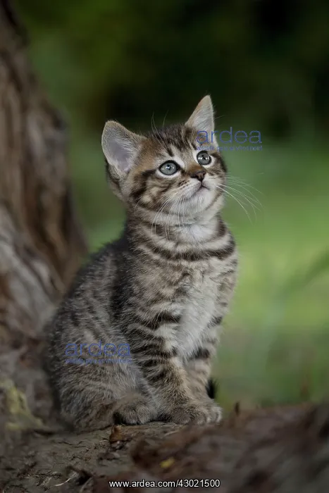  : Cat kitten on tree