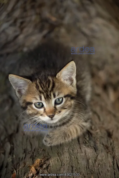  : Cat kitten on tree