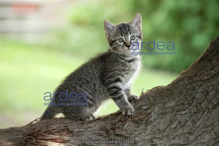  : Cat kitten on tree