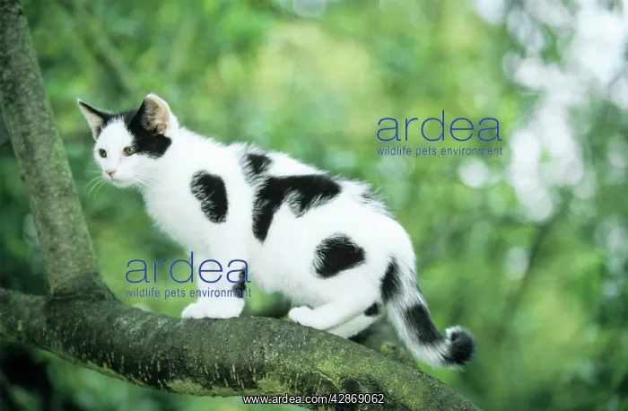  : CAT - Kitten on tree, blotched black and white