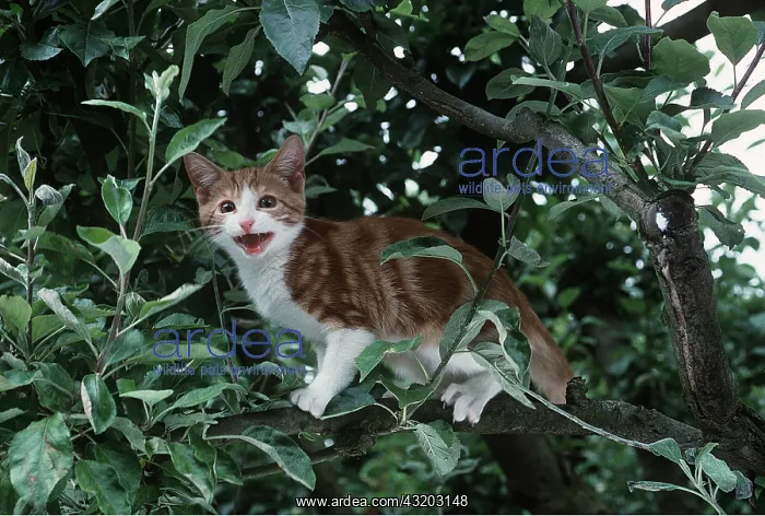 : CAT - Kitten up a tree miaowing : CAT - Kitten up a tree miaowing