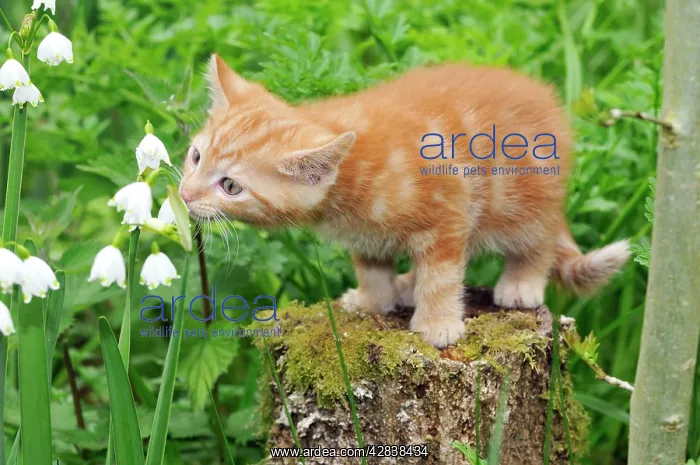 : Cat. Kitten on tree stump : Cat. Kitten on tree stump