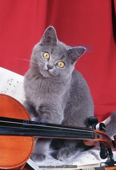 : CAT - Kitten with violin : CAT - Kitten with violin