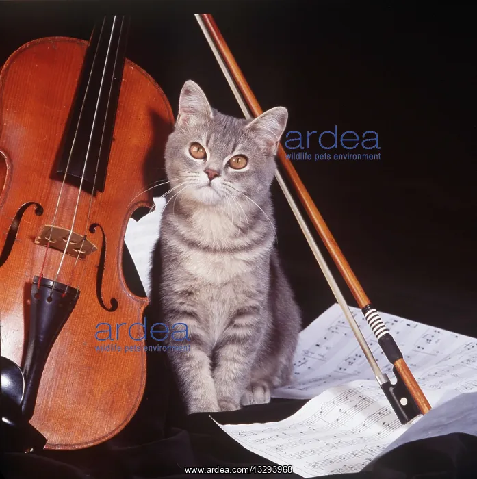 : CAT - Kitten with violin : CAT - Kitten with violin