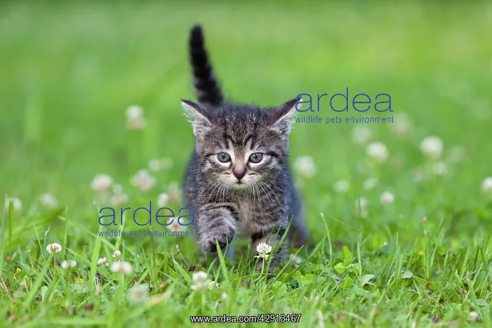 : Cat - kitten walking across lawn : Cat - kitten walking across lawn