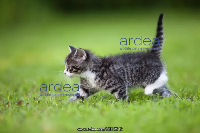 : Cat - kitten walking across lawn : Cat - kitten walking across lawn