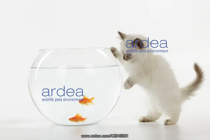 : CAT. Kitten watching fish in fish bowl : CAT. Kitten watching fish in fish bowl