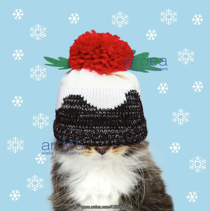: Cat - Kitten wearing Christma pudding hat over eyes : Cat - Kitten wearing Christma pudding hat over eyes