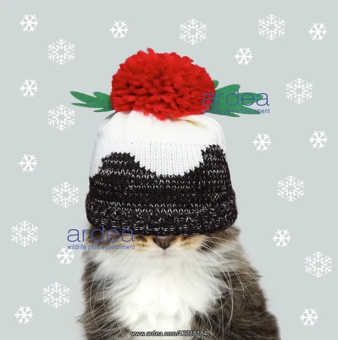 : Cat - Kitten wearing Christma pudding hat over eyes : Cat - Kitten wearing Christma pudding hat over eyes