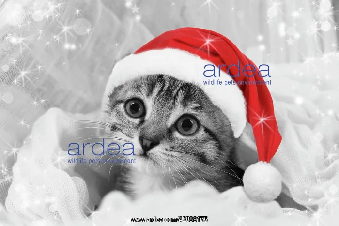 : Cat - kitten wearing Christmas hat : Cat - kitten wearing Christmas hat