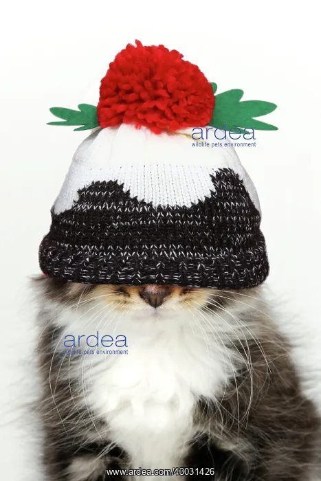  : Cat - Kitten wearing Christmas pudding hat over eyes
