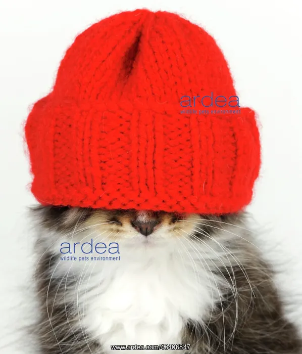 : Cat - Kitten wearing red hat over eyes : Cat - Kitten wearing red hat over eyes