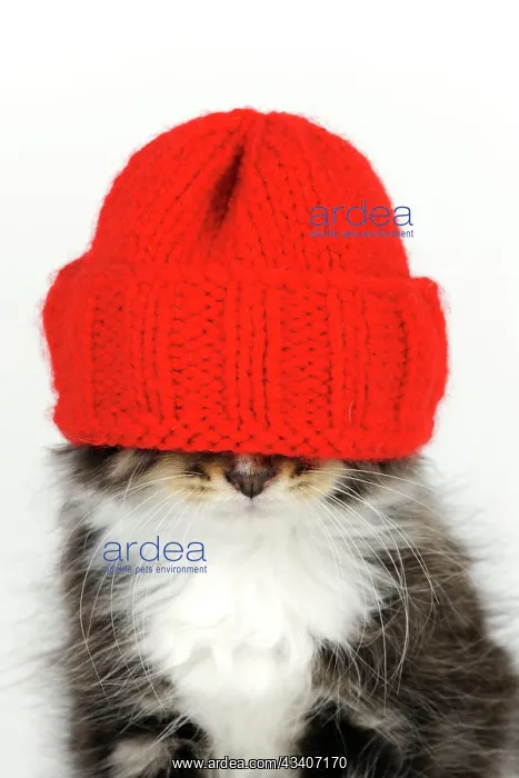 : Cat - Kitten wearing red hat over eyes : Cat - Kitten wearing red hat over eyes