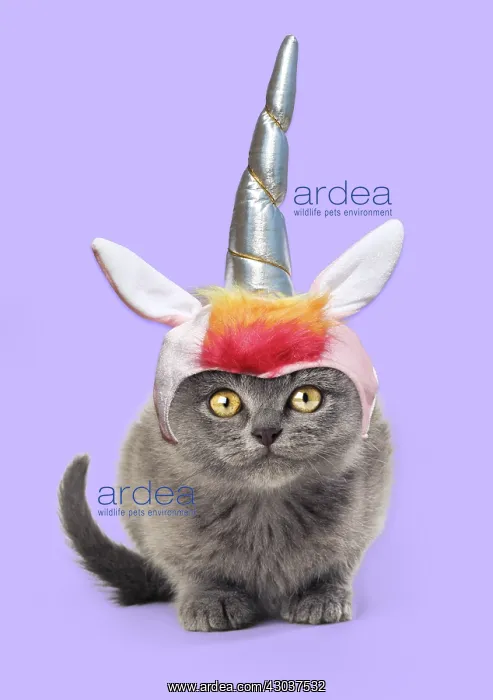 : Cat - kitten wearing unicorn horn hat / headwear : Cat - kitten wearing unicorn horn hat / headwear