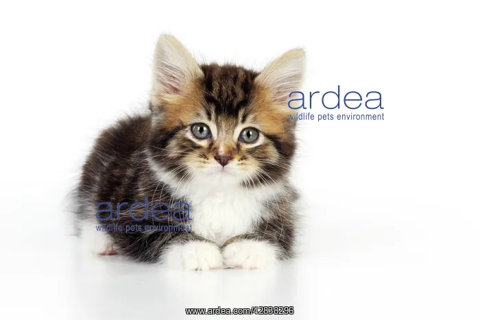: Cat - Kitten on white background : Cat - Kitten on white background