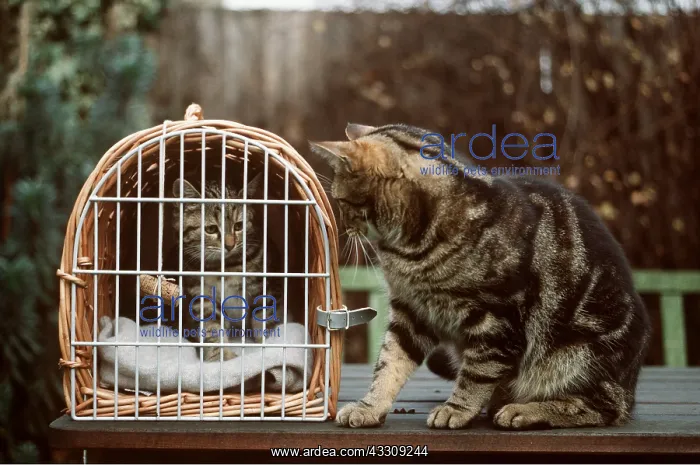 : CAT - Kitten in wicker pet carrier with cat waiting to meet : CAT - Kitten in wicker pet carrier with cat waiting to meet