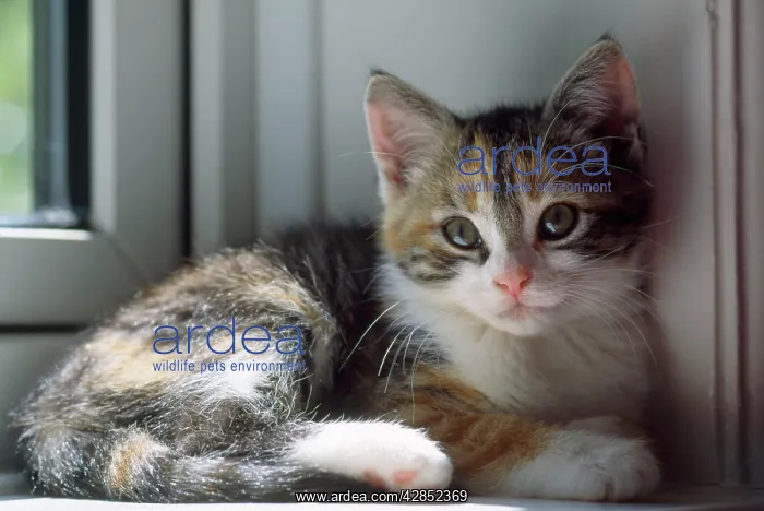 : Cat - kitten in window : Cat - kitten in window