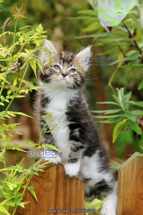  : Cat - Kitten on wooden fence