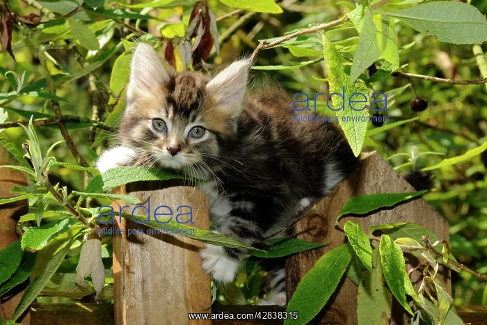  : Cat - Kitten on wooden fence