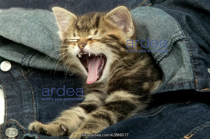  : CAT - Kitten yawning, in jeans