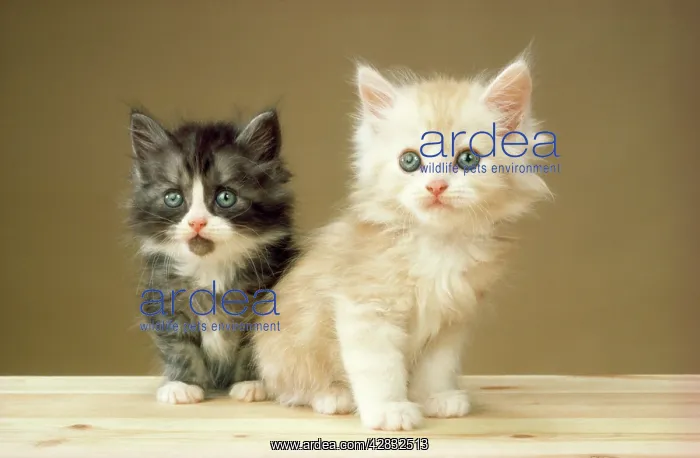 : Cat - kittens : Cat - kittens