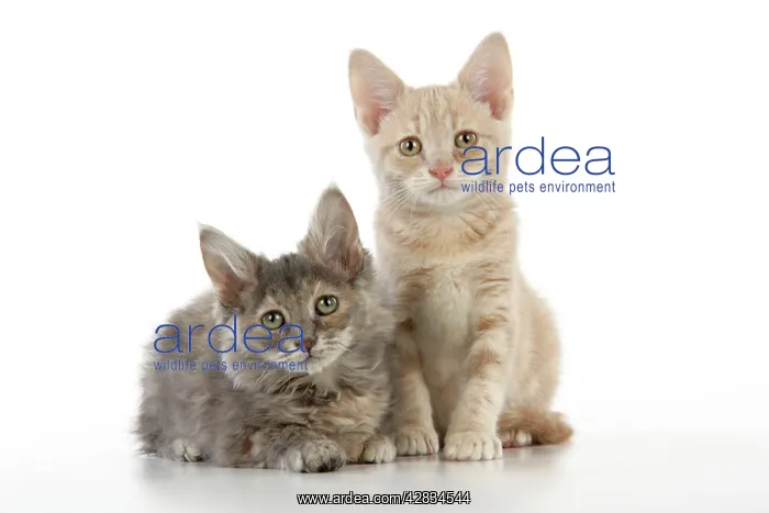 : CAT. two kittens : CAT. two kittens