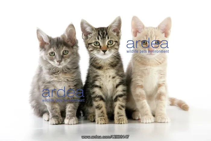 : CAT. three kittens : CAT. three kittens