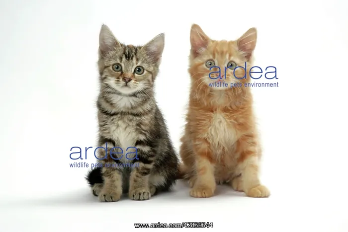 : Cat - Two kittens : Cat - Two kittens