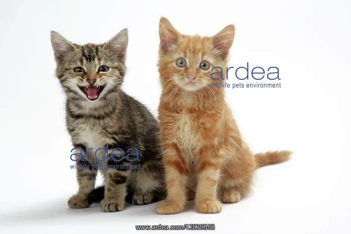 : Cat - Two kittens : Cat - Two kittens