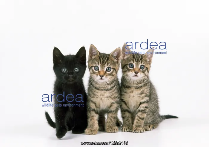 : Cat - Three Kittens : Cat - Three Kittens
