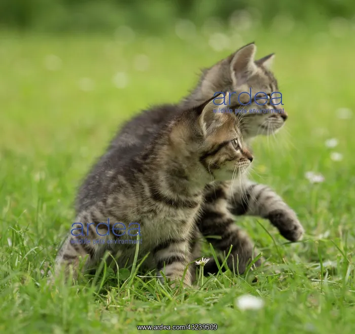  : Cat kittens