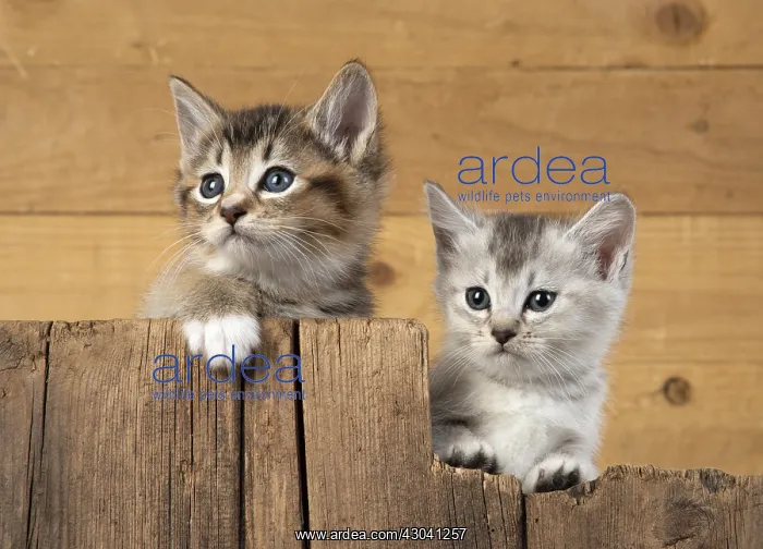 : CAT. kittens (6 wks old ) silver & tabby : CAT. kittens (6 wks old ) silver & tabby