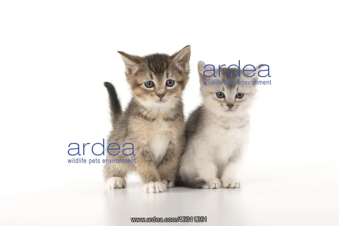 : CAT. Kittens (6 wks old )silver and tabby, on : CAT. Kittens (6 wks old )silver and tabby, on