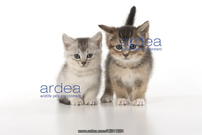 : CAT. Kittens (6 wks old )silver and tabby, on : CAT. Kittens (6 wks old )silver and tabby, on