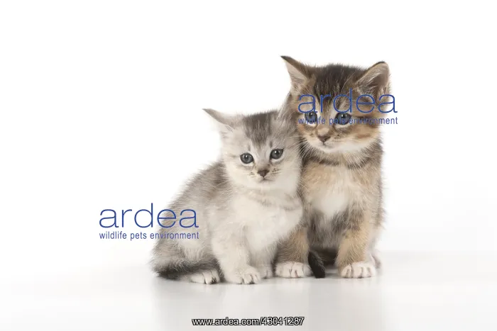 : CAT. Kittens (6 wks old )silver and tabby, on : CAT. Kittens (6 wks old )silver and tabby, on