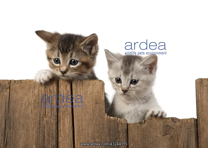 : CAT. kittens (6 wks old ) silver & tabby : CAT. kittens (6 wks old ) silver & tabby