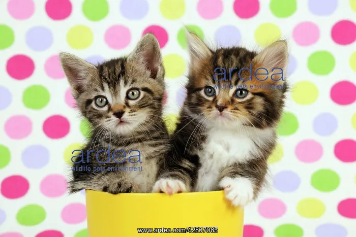 : Cat. Kittens (7 weeks old) : Cat. Kittens (7 weeks old)