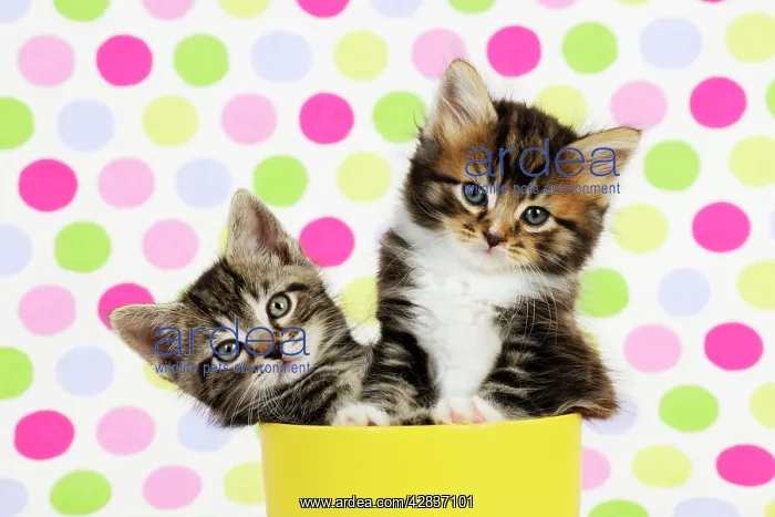 : Cat. Kittens (7 weeks old) : Cat. Kittens (7 weeks old)