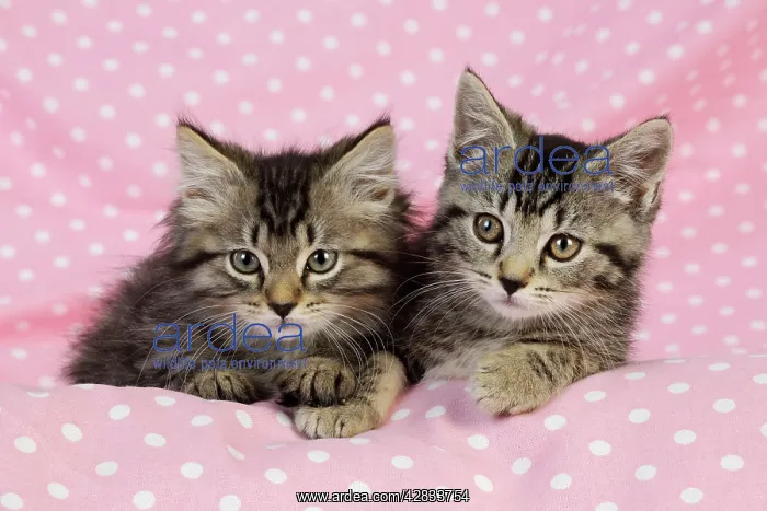 : Cat. Kittens (7 weeks old) on pink background